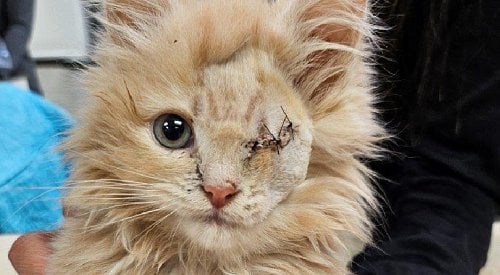 Kitten dubbed ‘Mike Wazowski’ after losing eye in dog attack